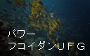 パワーフコイダンＵＦＧ